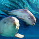 Dolphin and calf.